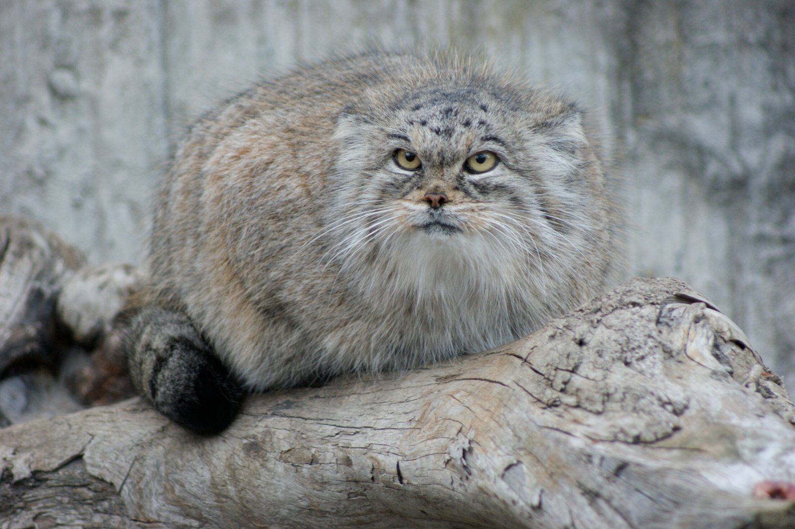 Pallas’s Cat: The Fluffy Cold-Weather Survivor (image credits: wikimedia)
