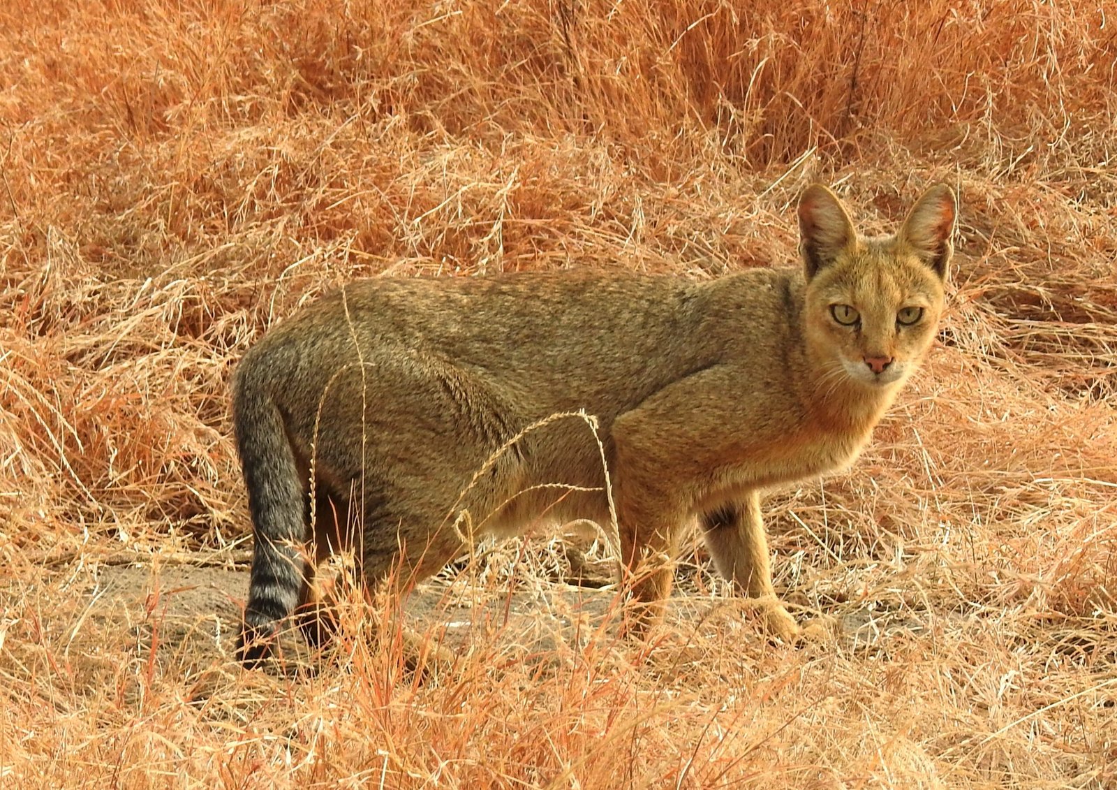 Jungle Cat: The Versatile Feline (image credits: wikimedia)