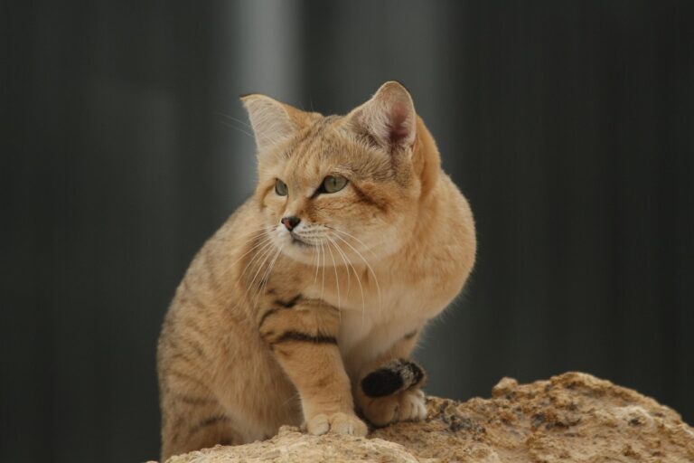 13 Smallest but Equally Deadly Wild Cat Species
