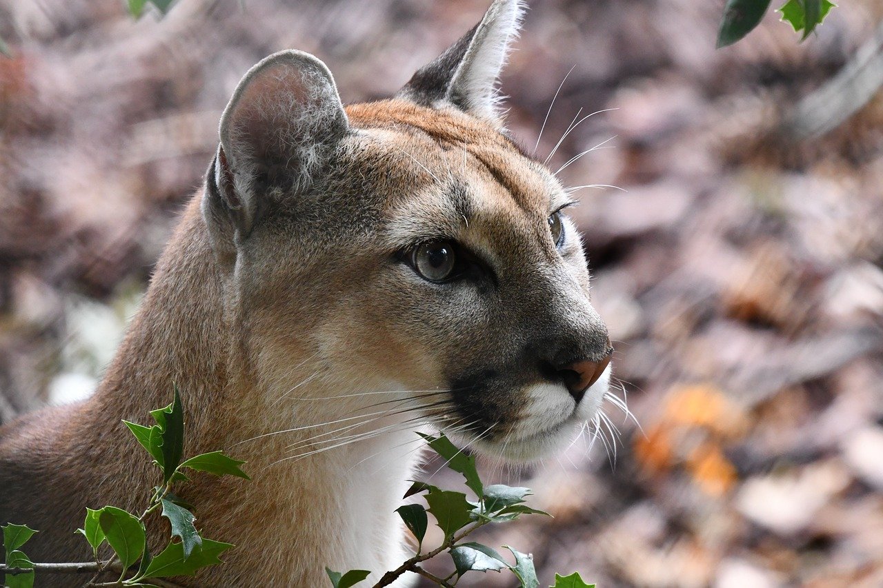 The Mystique of the Puma (image credits: pixabay)