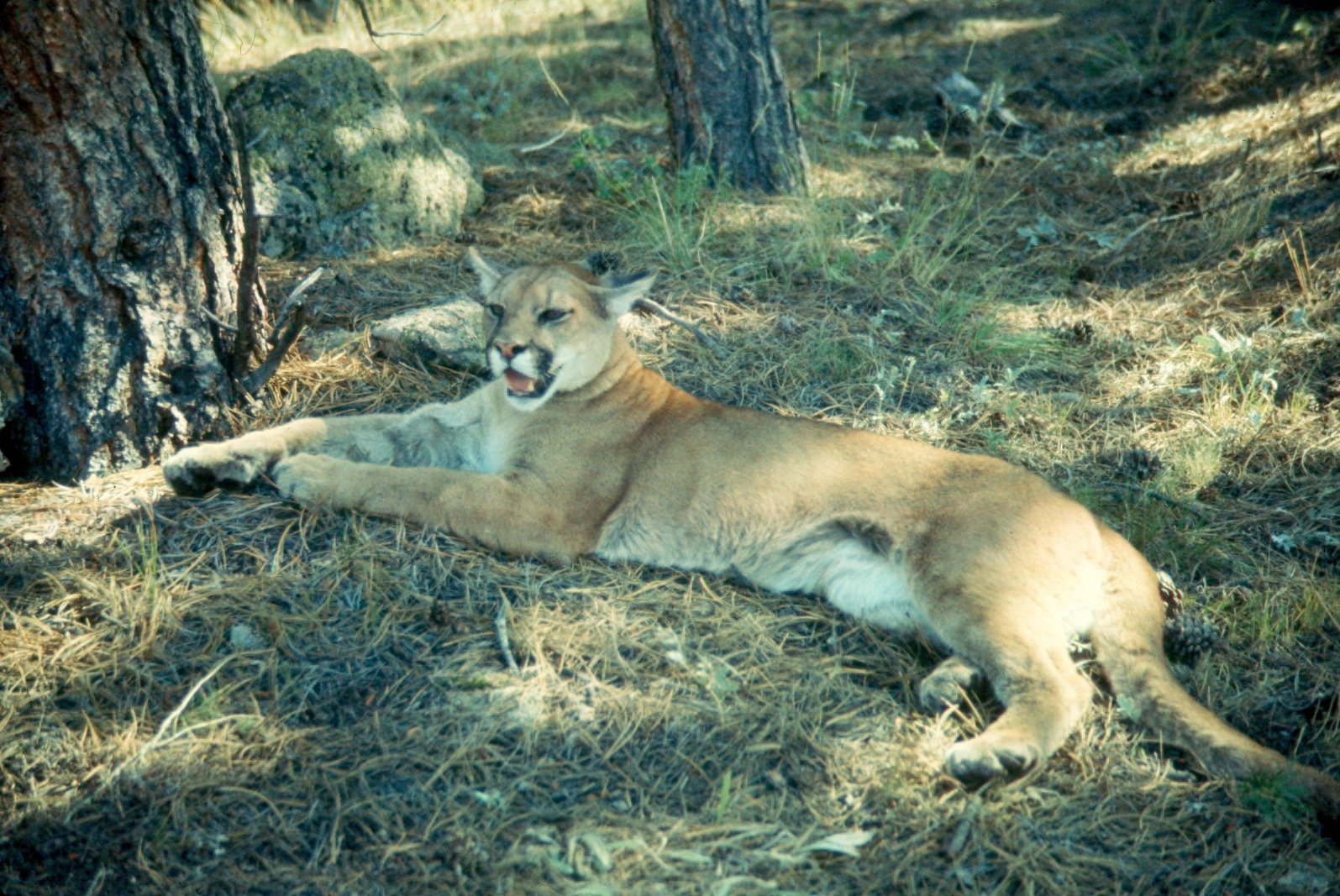 The Open Plains of the Midwest (image credits: wikimedia)