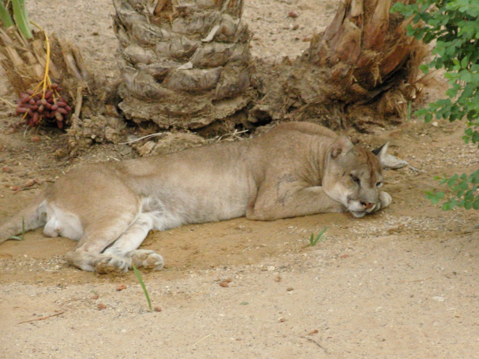 The Role of Pumas in Ecosystems (image credits: wikimedia)