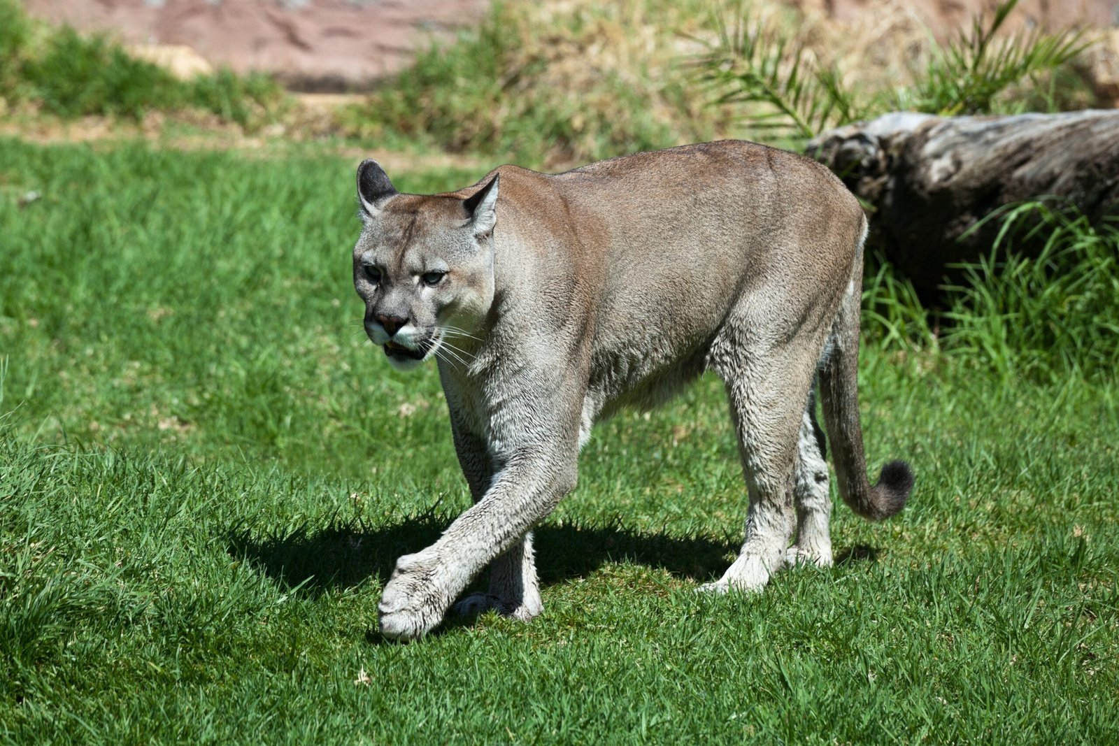 Cultural Significance of Pumas (image credits: wikimedia)