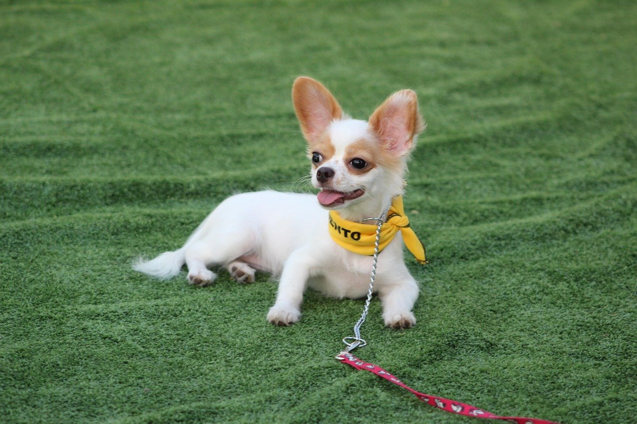 Chihuahua: The Bold and Fearless (image credits: pixabay)