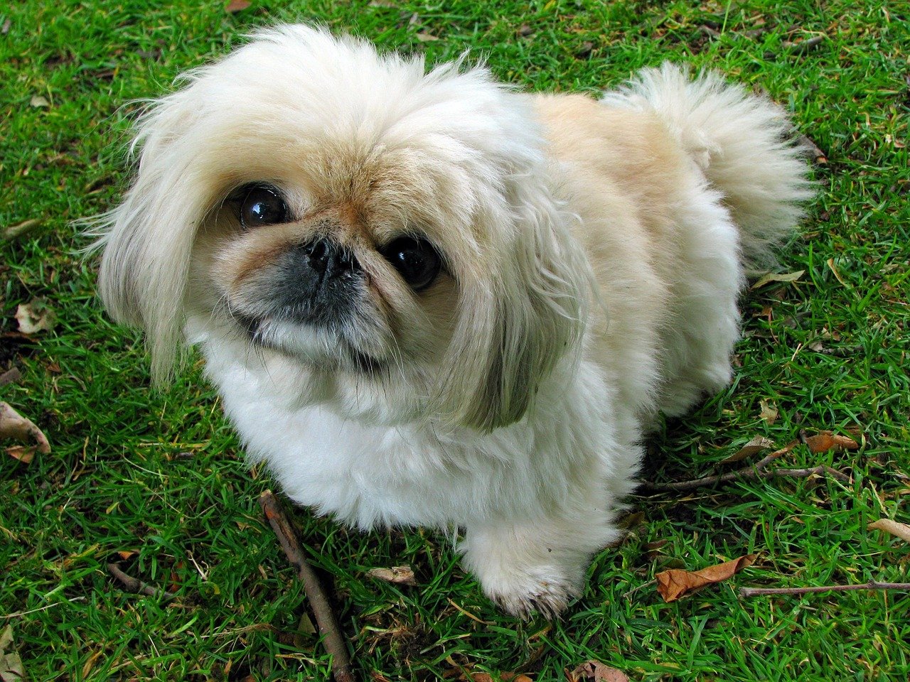 Pekingese: The Noble Lion Dog (image credits: pixabay)