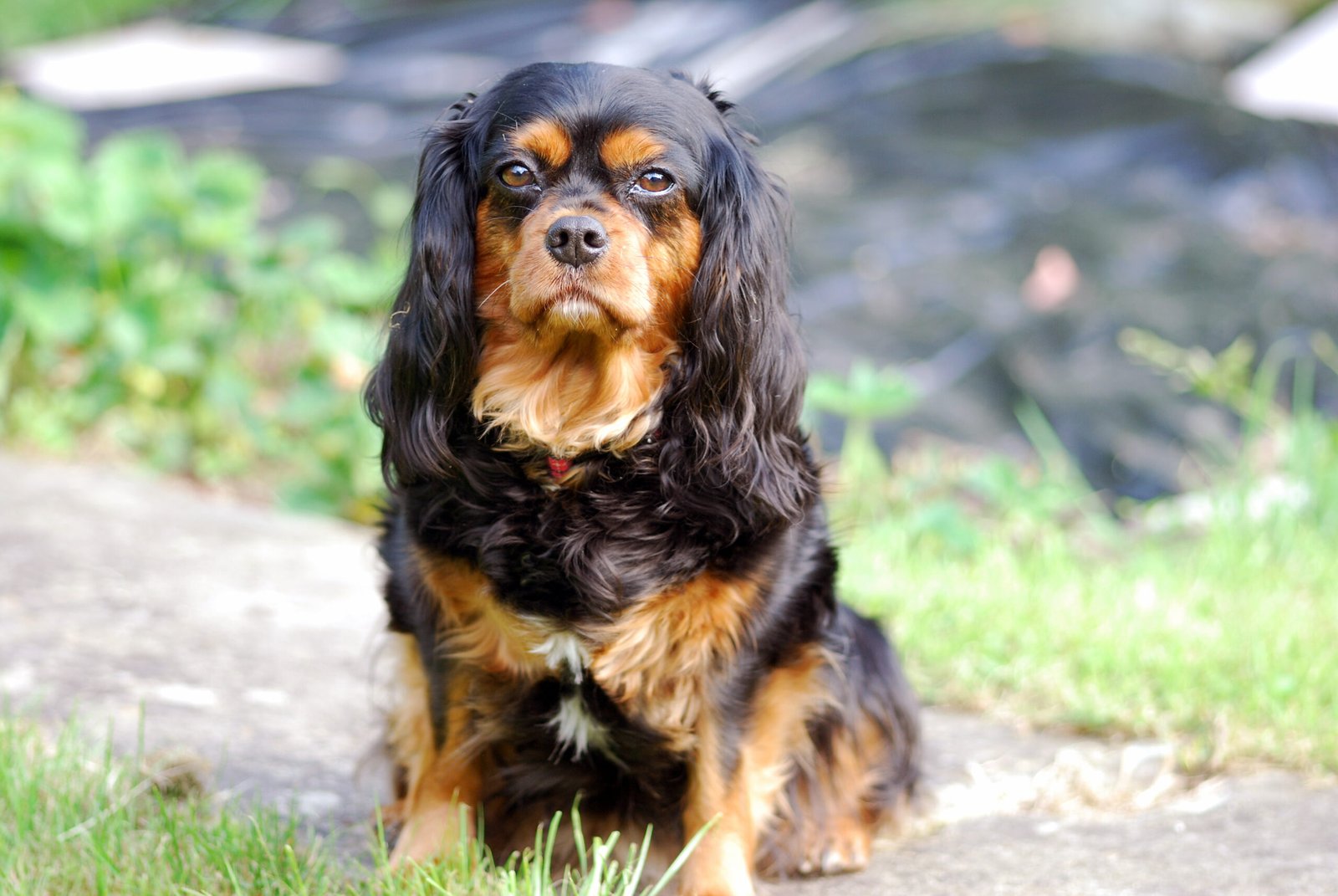 Cavalier King Charles Spaniel: The Affectionate Companion (image credits: wikimedia)