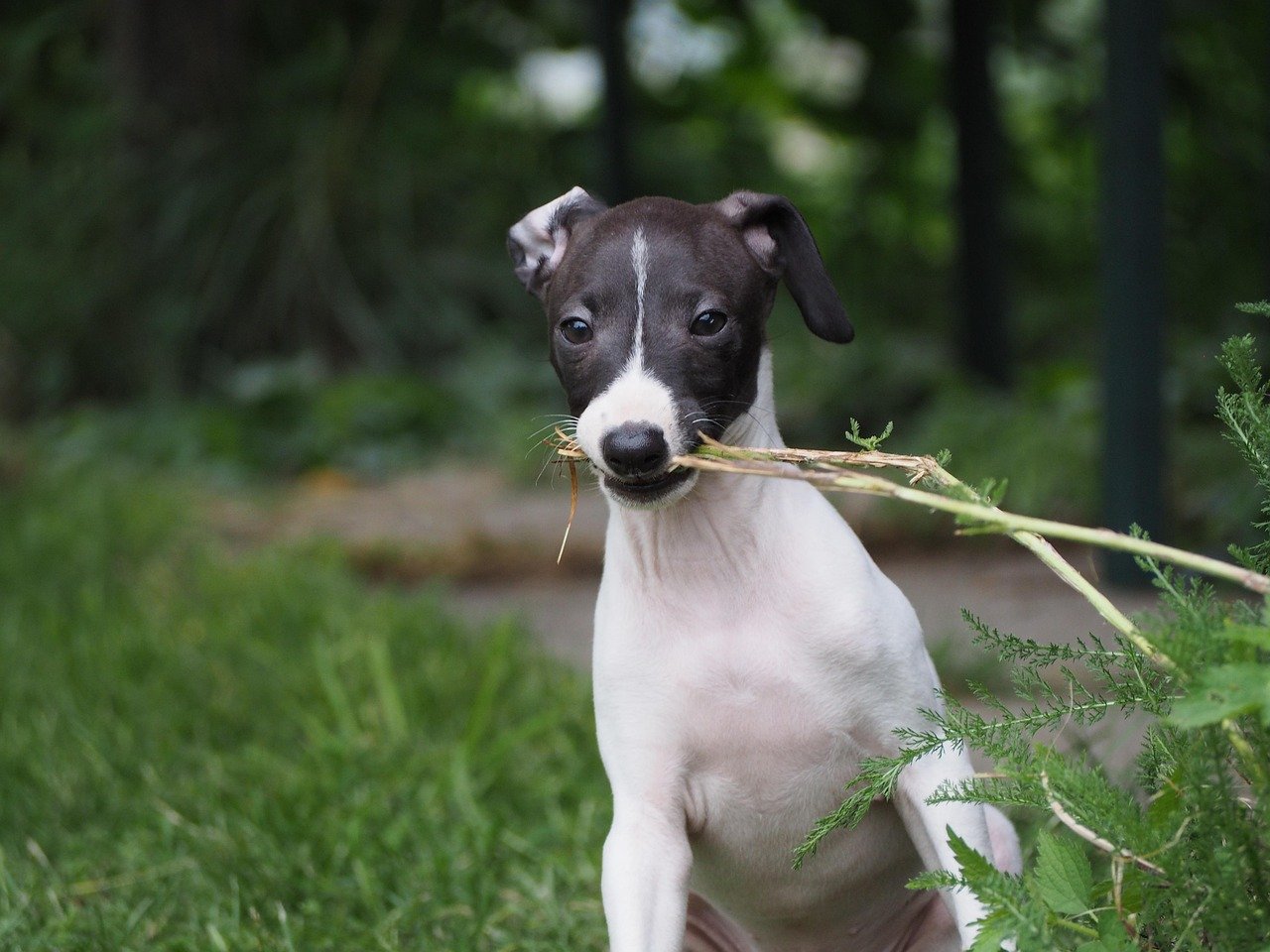 Italian Greyhound: The Elegant Athlete (image credits: pixabay)