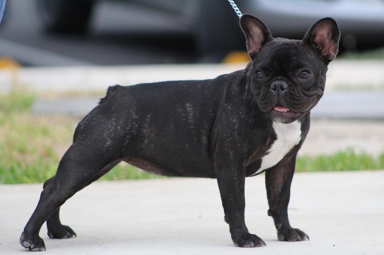 French Bulldog: The Playful Clown (image credits: pixabay)