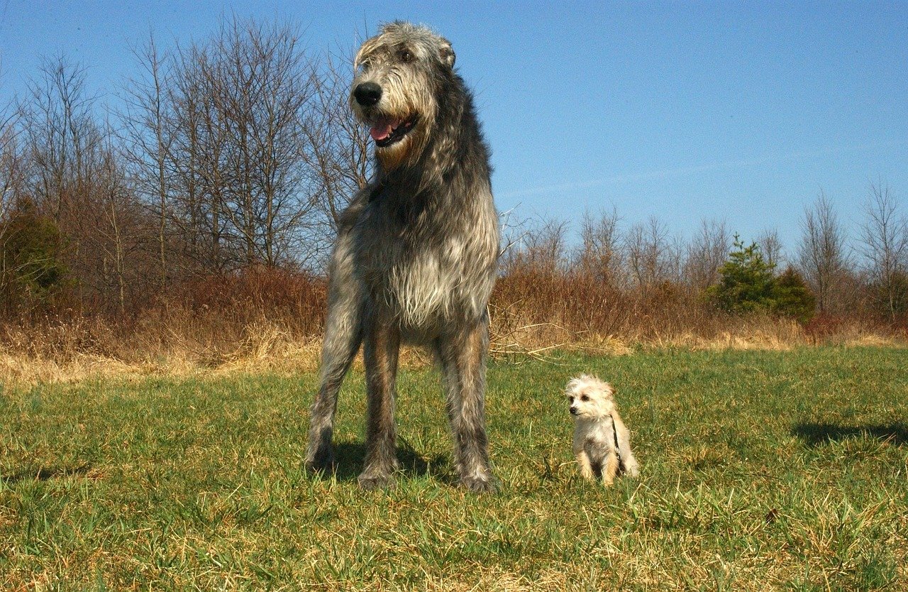 2. Irish Wolfhound: Regal and Majestic (image credits: pixabay)