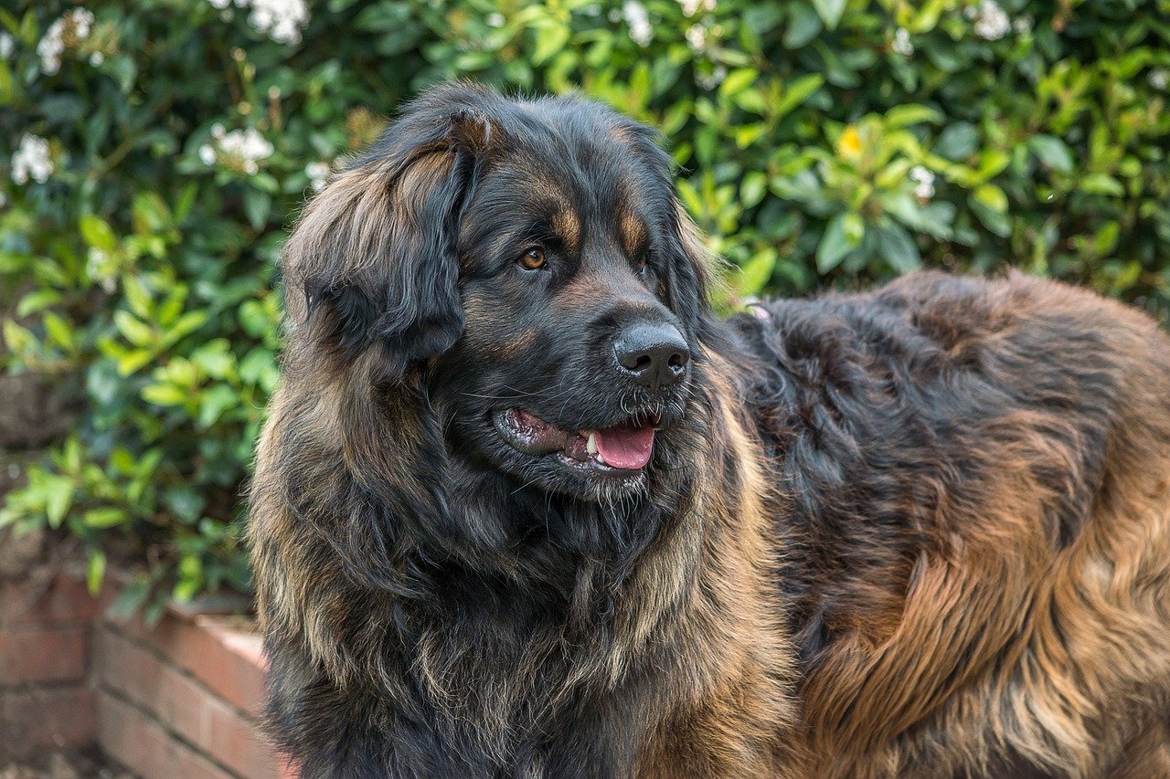6. Leonberger: The Lion-like Companion (image credits: pixabay)