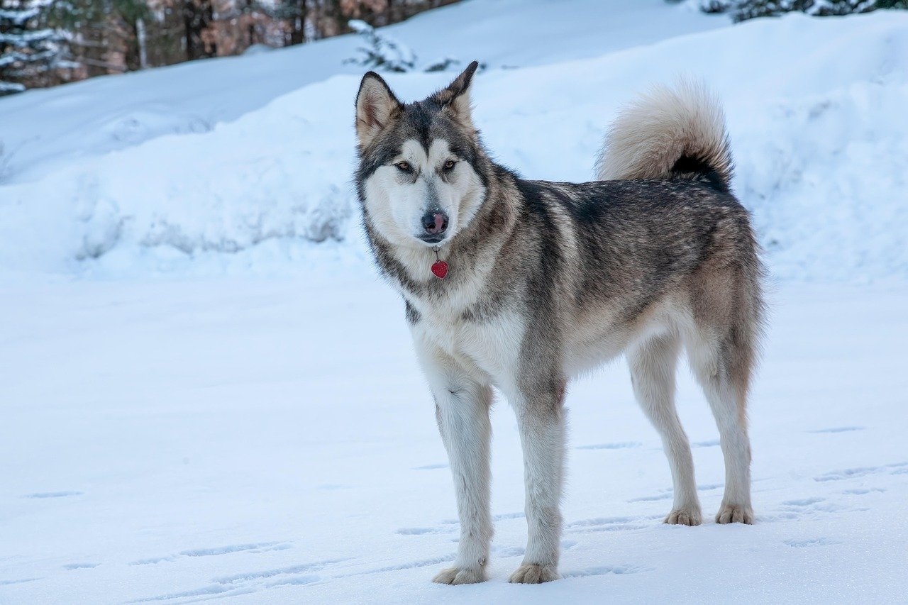 8. Alaskan Malamute: The Sledding Powerhouse (image credits: pixabay)