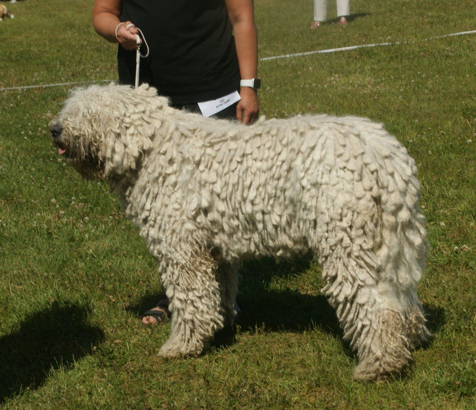 11. Komondor: The Mop Dog (image credits: wikimedia)