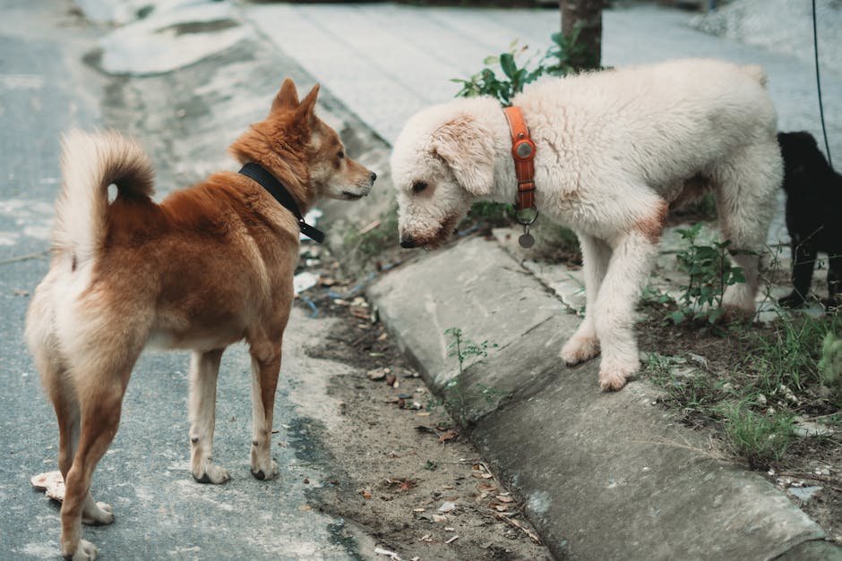 Socialize Your Dog (image credits: pexels)