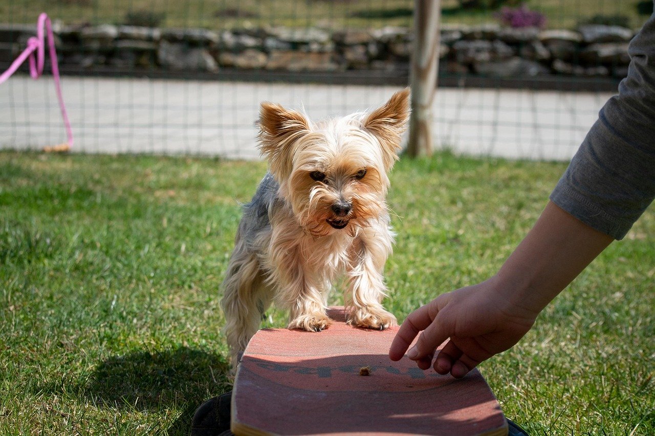 Use Gentle Commands (image credits: pixabay)
