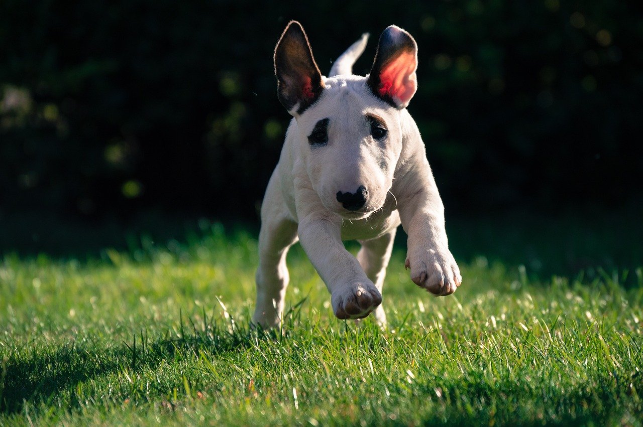 8 Bull Terrier Antics That Match a Bold, Fun Personality