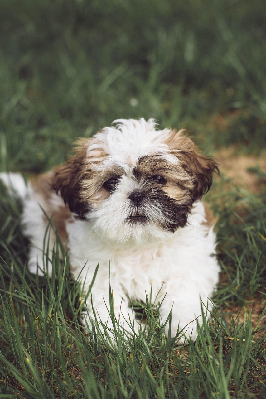 Shih Tzu (image credits: pixabay)