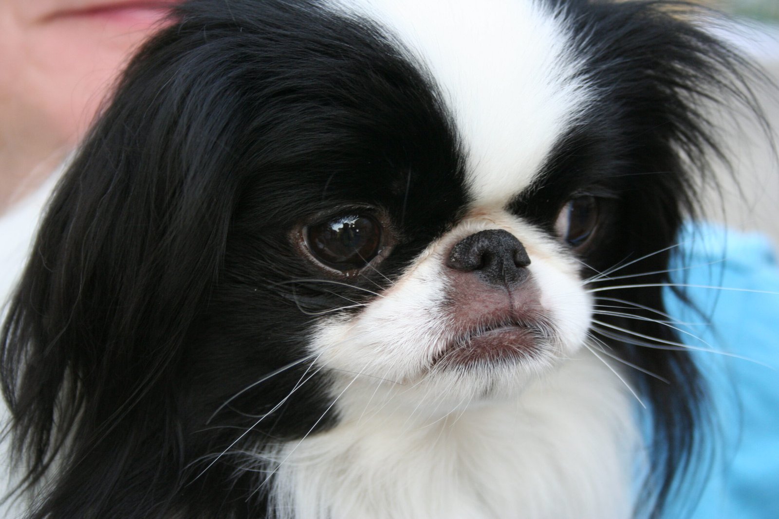 Japanese Chin (image credits: wikimedia)