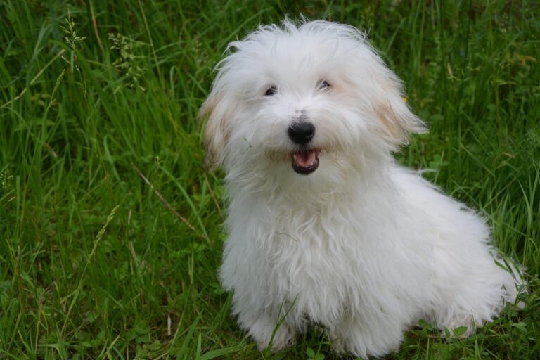 If You Thought the Bichon Frise is an Adorable Dog (Try These 10 Instead)