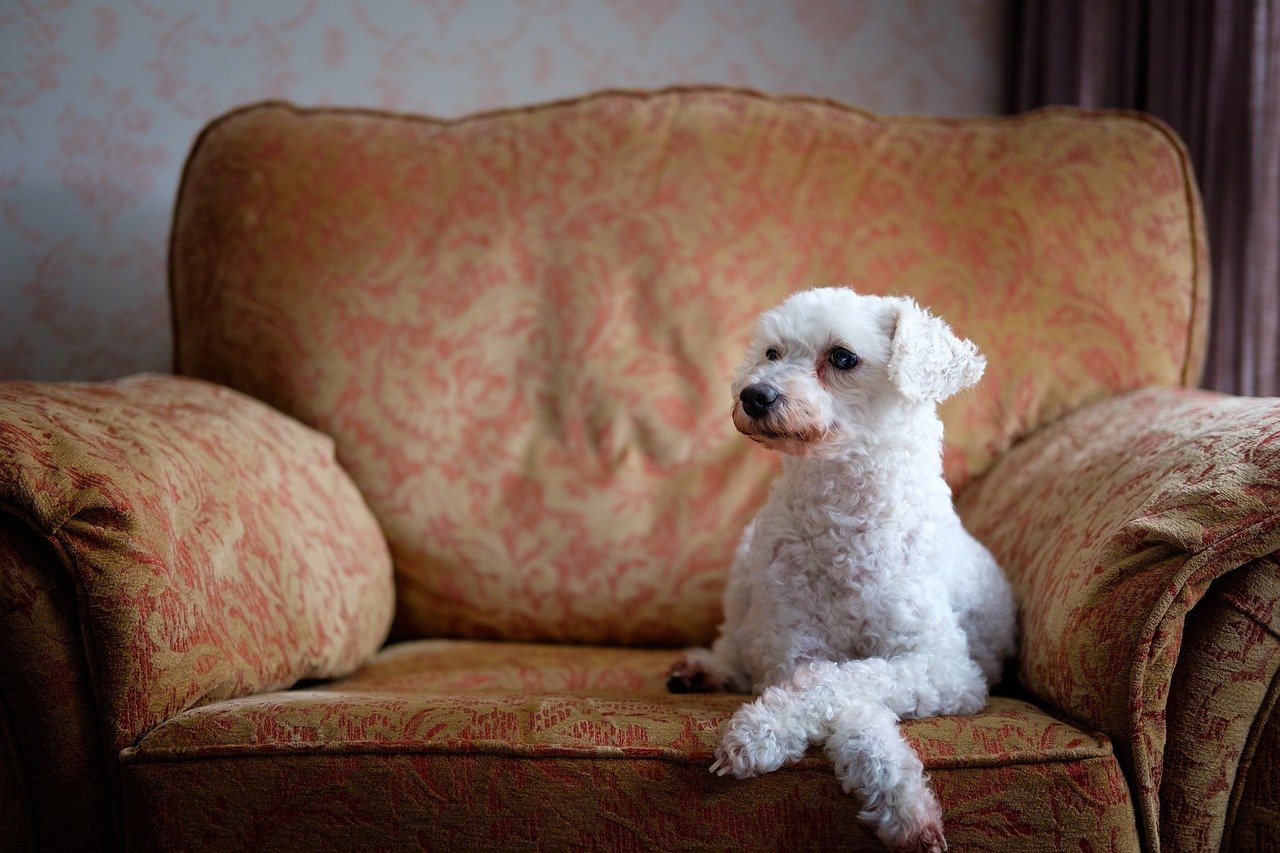 Poodle: More Than Just a Pretty Face (image credits: pixabay)