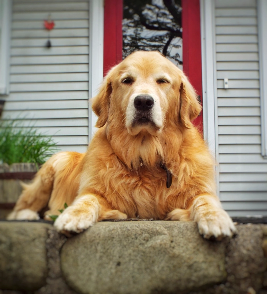 Golden Retriever: The Friendly Scholar (image credits: rawpixel)