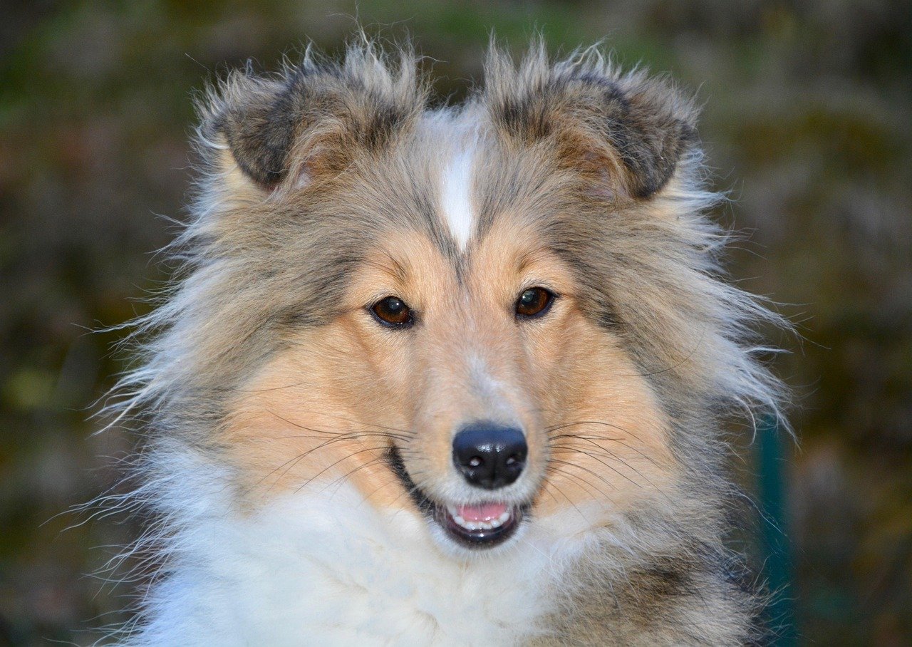 Shetland Sheepdog: The Quick-Witted Herdsman (image credits: pixabay)