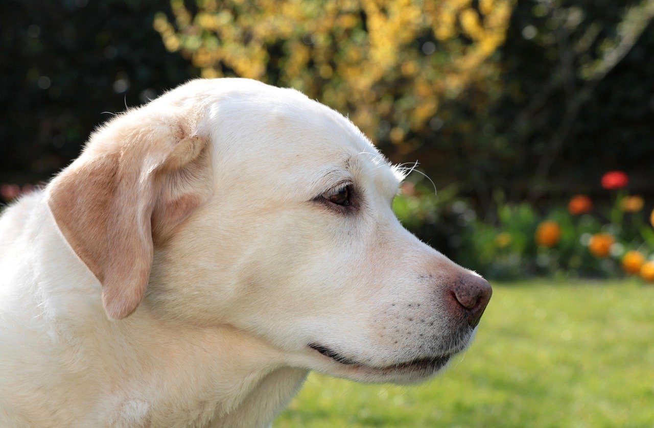 Labrador Retriever: The Clever Companion (image credits: pixabay)