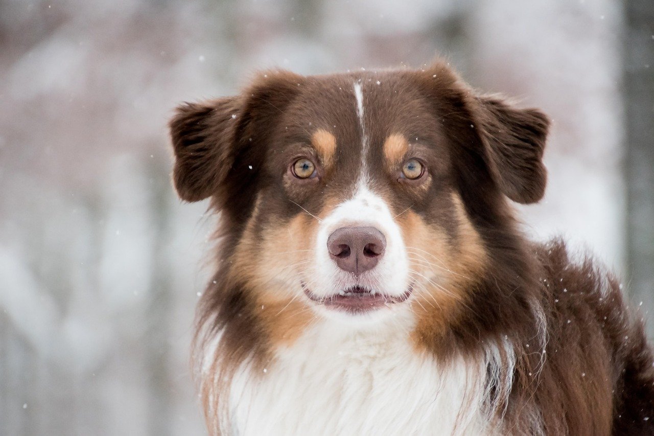 Australian Shepherd: The Energetic Thinker (image credits: pixabay)