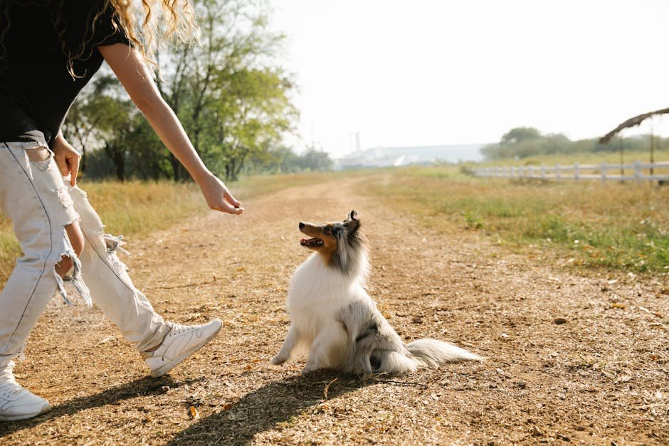 8. Collie: The Loyal Protector (image credits: pexels)