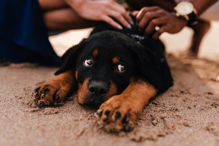 15 Large Dog Breeds Just as Gentle and Family Loving as Labrador Retrievers