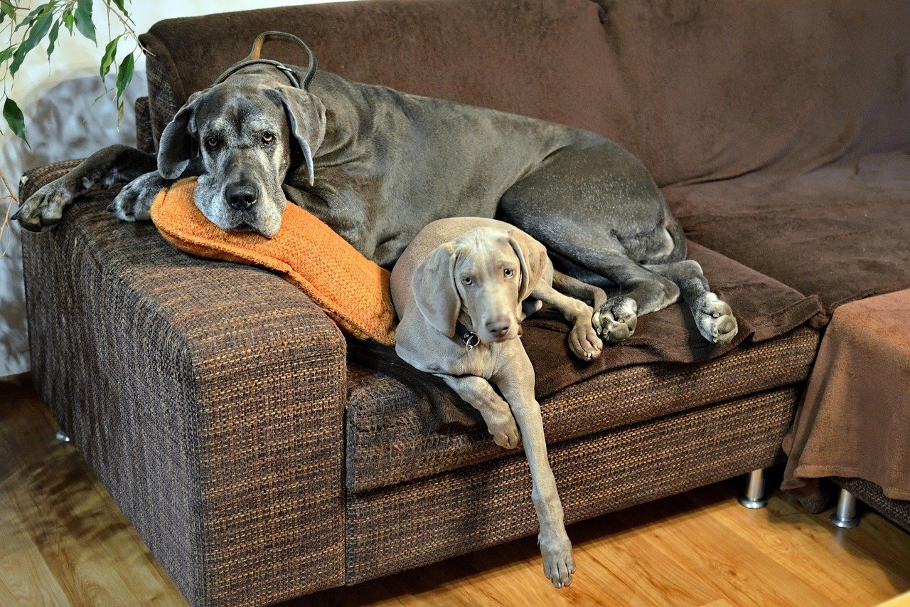 Great Danes: Gentle Giants of Grace (image credits: pixabay)