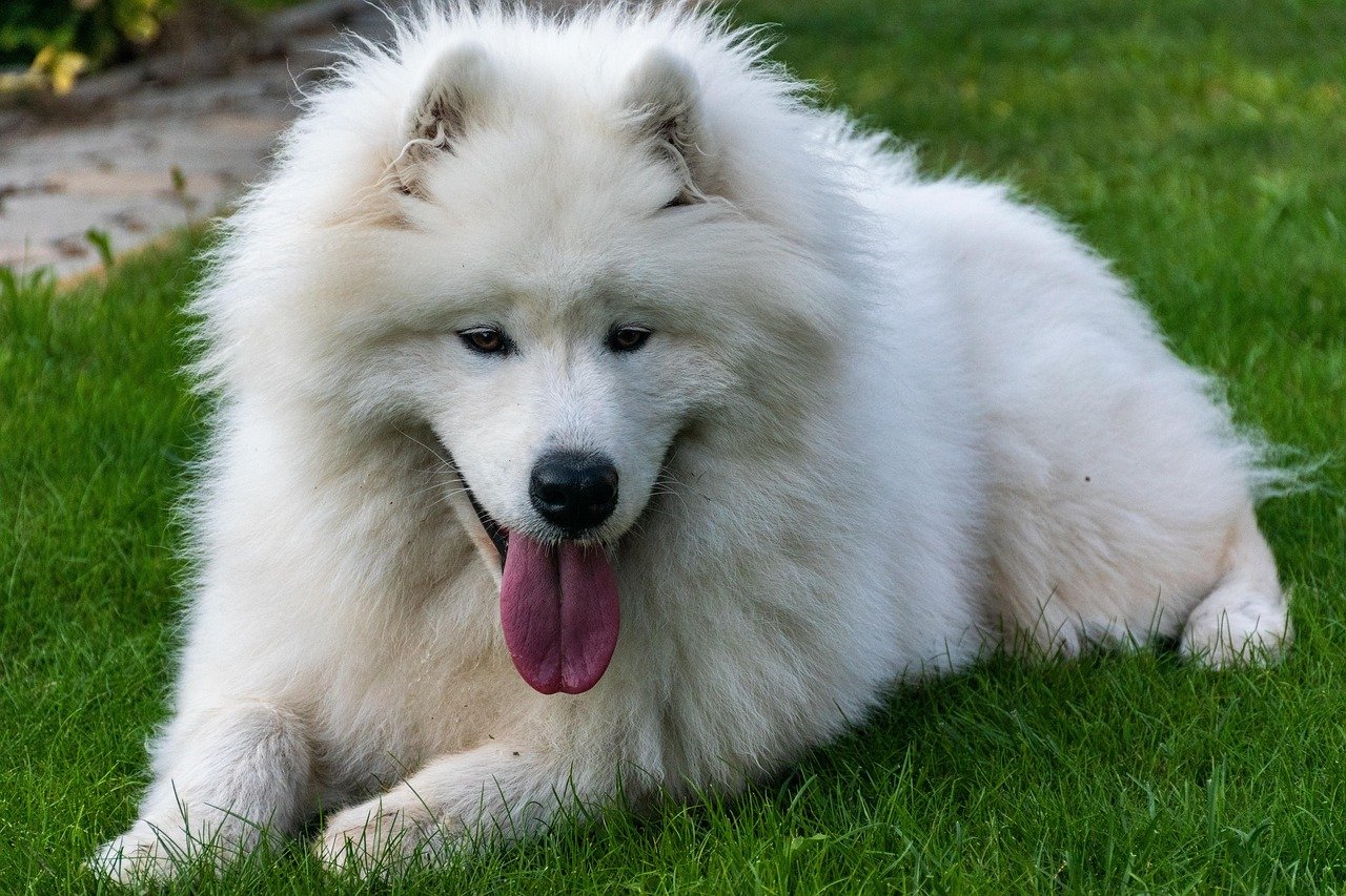 Samoyeds: The Smiling Snow Beauties (image credits: pixabay)