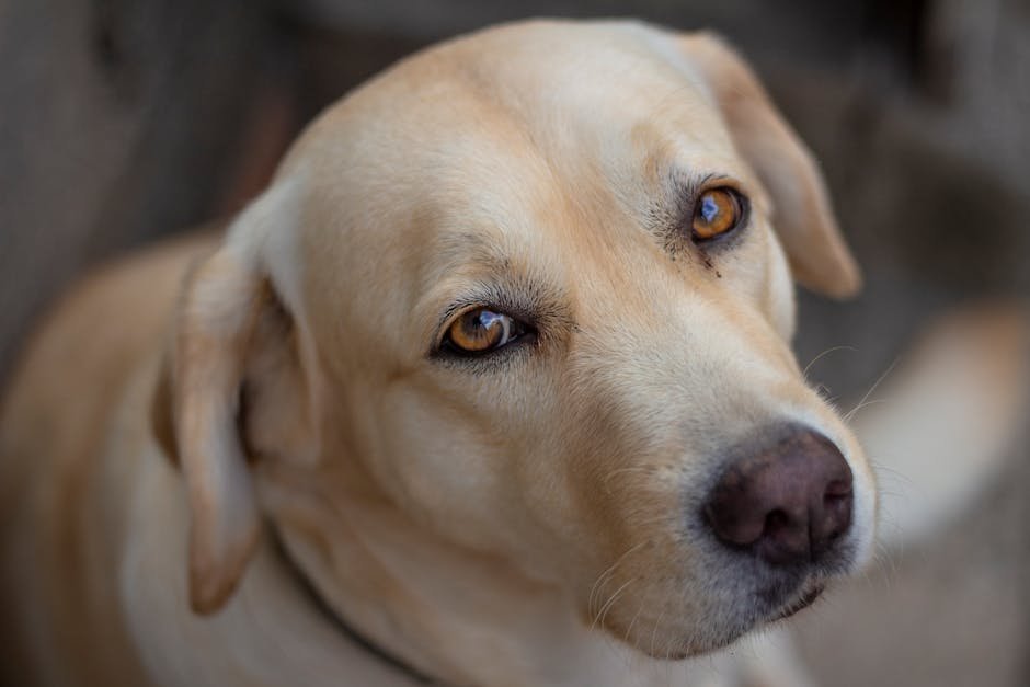 Those Soulful Eyes (image credits: pexels)
