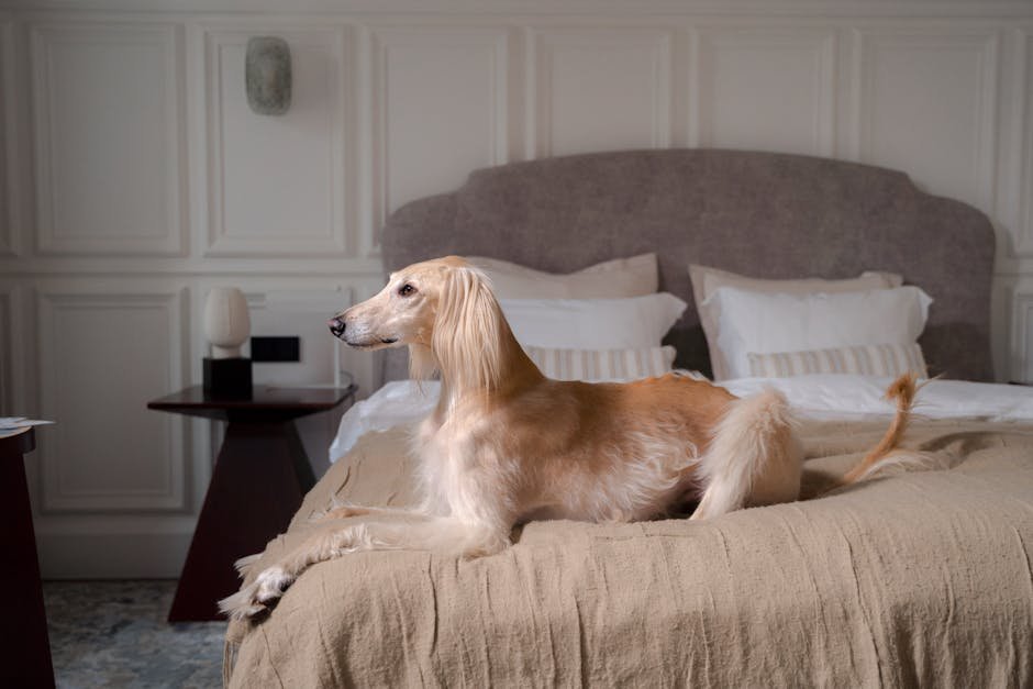 Afghan Hound: Swift Hunters of the Desert (image credits: pexels)