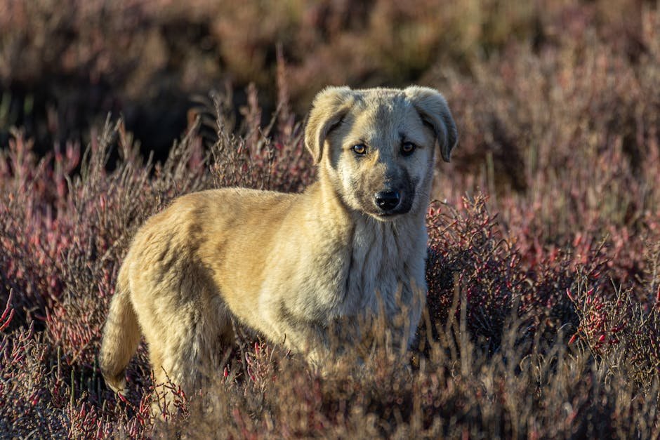 Anatolian Shepherd: Guardians of the Turkish Steppes (image credits: pexels)