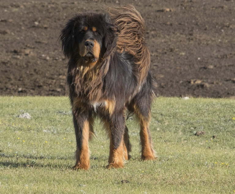 12 Dog Breeds That Were Built for Earth's Harshest Terrains
