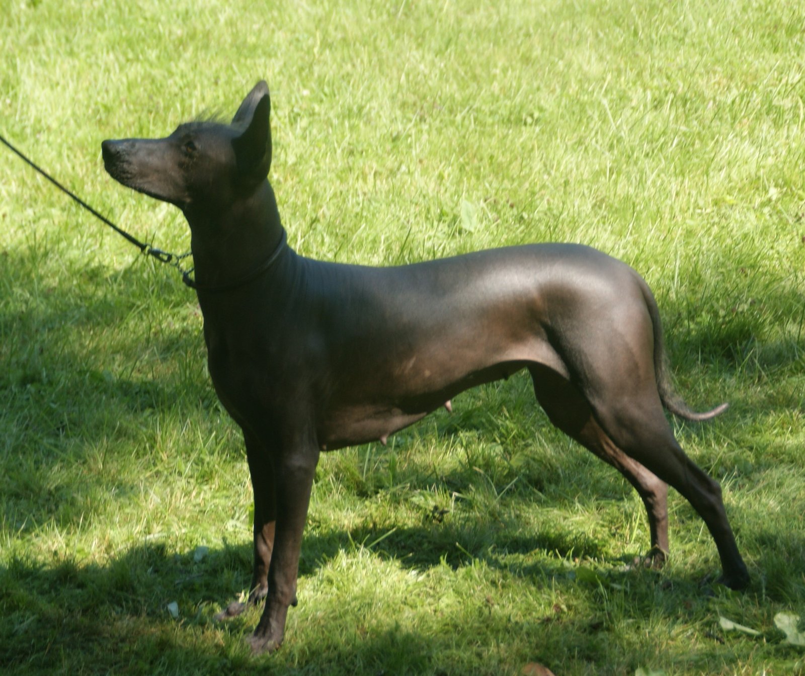 2. The Xoloitzcuintli: Guardians of the Aztec Underworld (image credits: wikimedia)