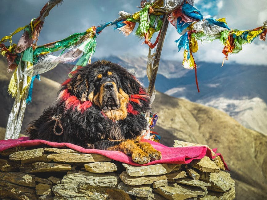 4. The Tibetan Mastiff: Sacred Guardians of Monasteries (image credits: pexels)