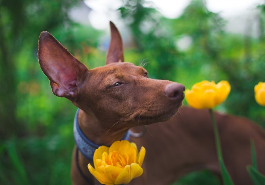 6. The Pharaoh Hound: Mystical Beings of Malta (image credits: pexels)