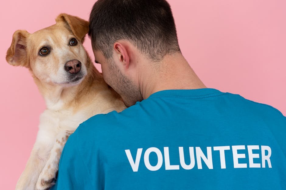 Volunteer or Foster (image credits: pexels)