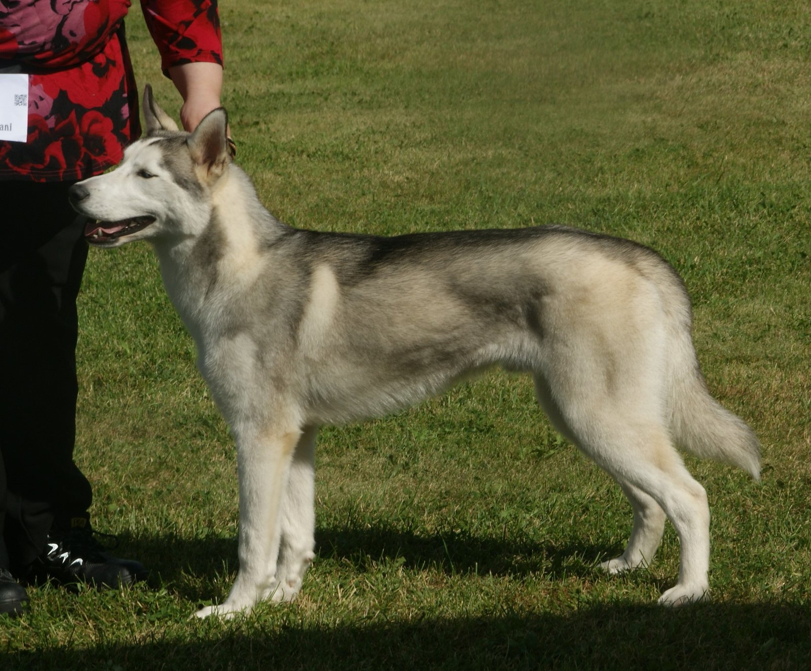 Siberian Huskies: Born to Run (image credits: wikimedia)