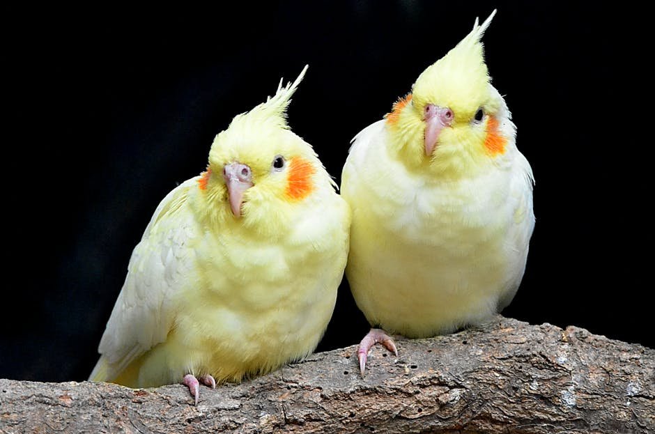 2. Cockatiels: The Charming Companions (image credits: pexels)
