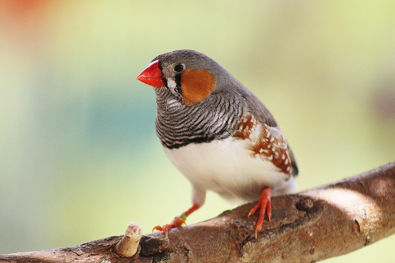 4. Zebra Finches: The Energetic Entertainers (image credits: pixabay)