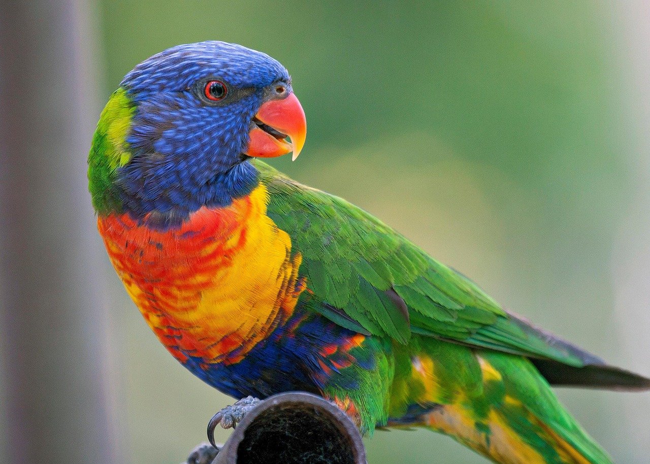 8. Rainbow Lorikeets: The Vibrant Performers (image credits: pixabay)