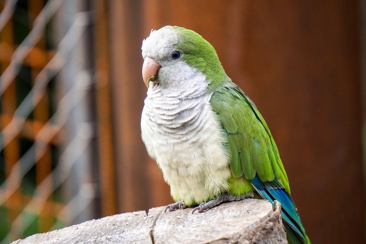 12. Quaker Parrots: The Territorial Architects (image credits: pixabay)