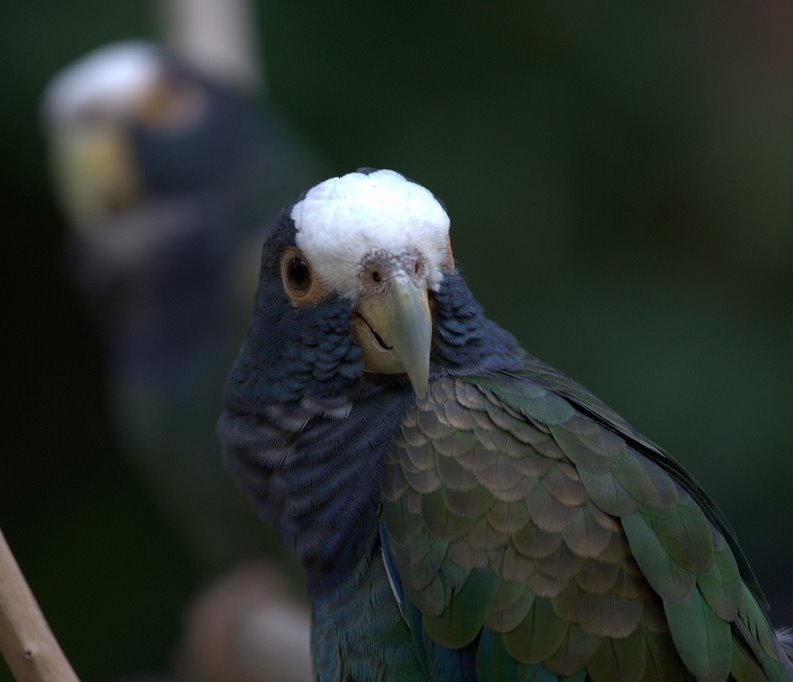 13. Pionus Parrots: The Quiet Contemplatives (image credits: wikimedia)