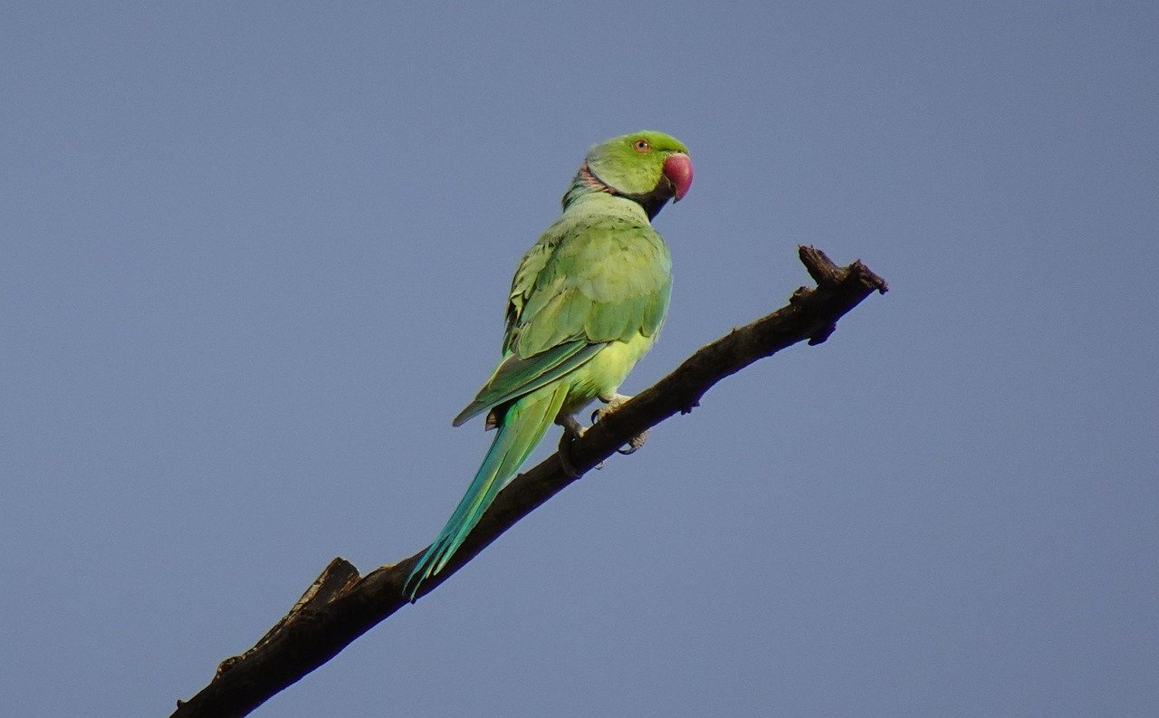 14. Rose-ringed Parakeets: The Solitary Explorers (image credits: pixabay)