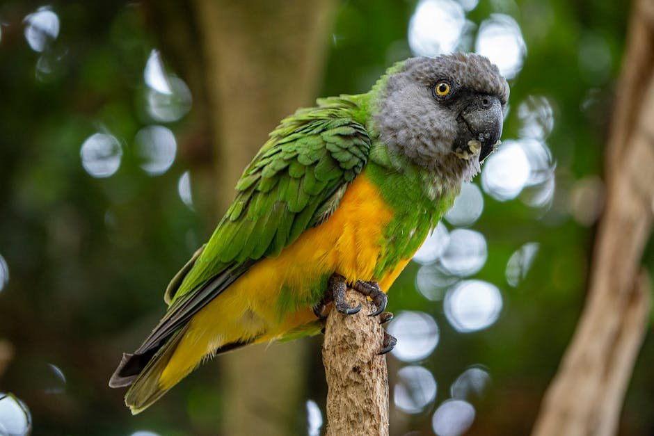 15. Senegal Parrots: The Loyal Companions (image credits: pexels)