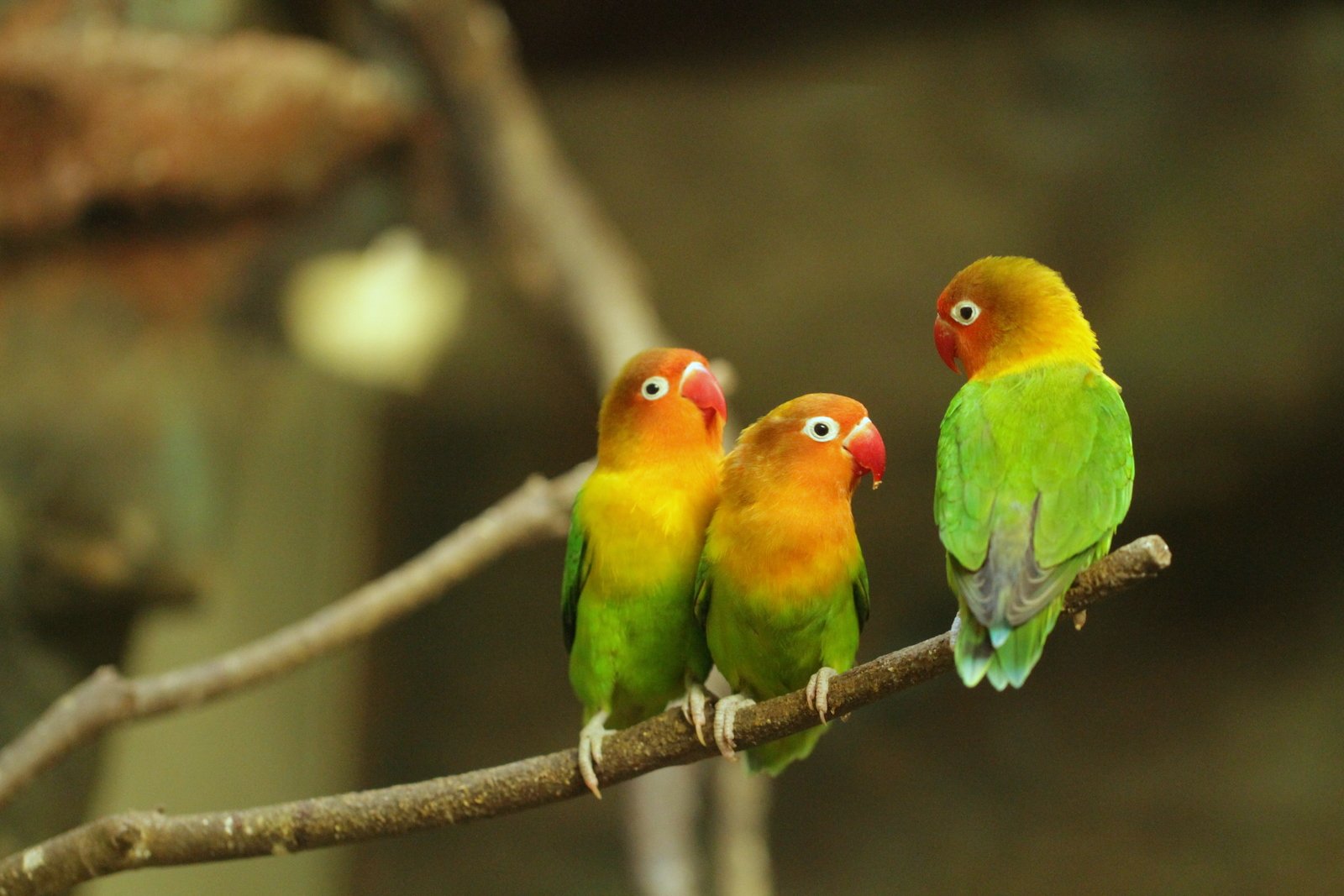 8 Pet Birds That Thrive in Aviaries (And 7 That Prefer A Secluded Environment)