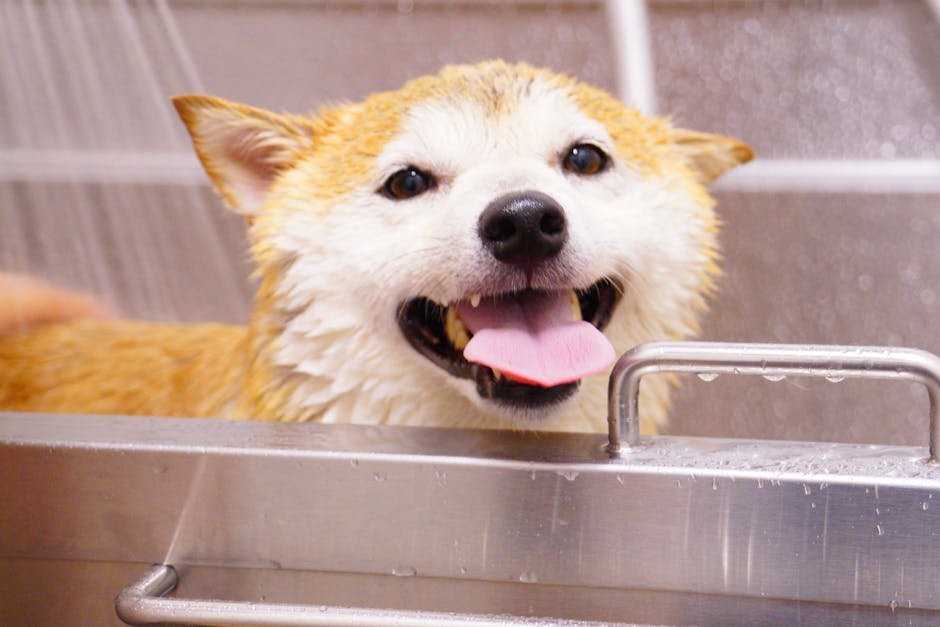 Grooming: Coat Care Differences (image credits: pexels)