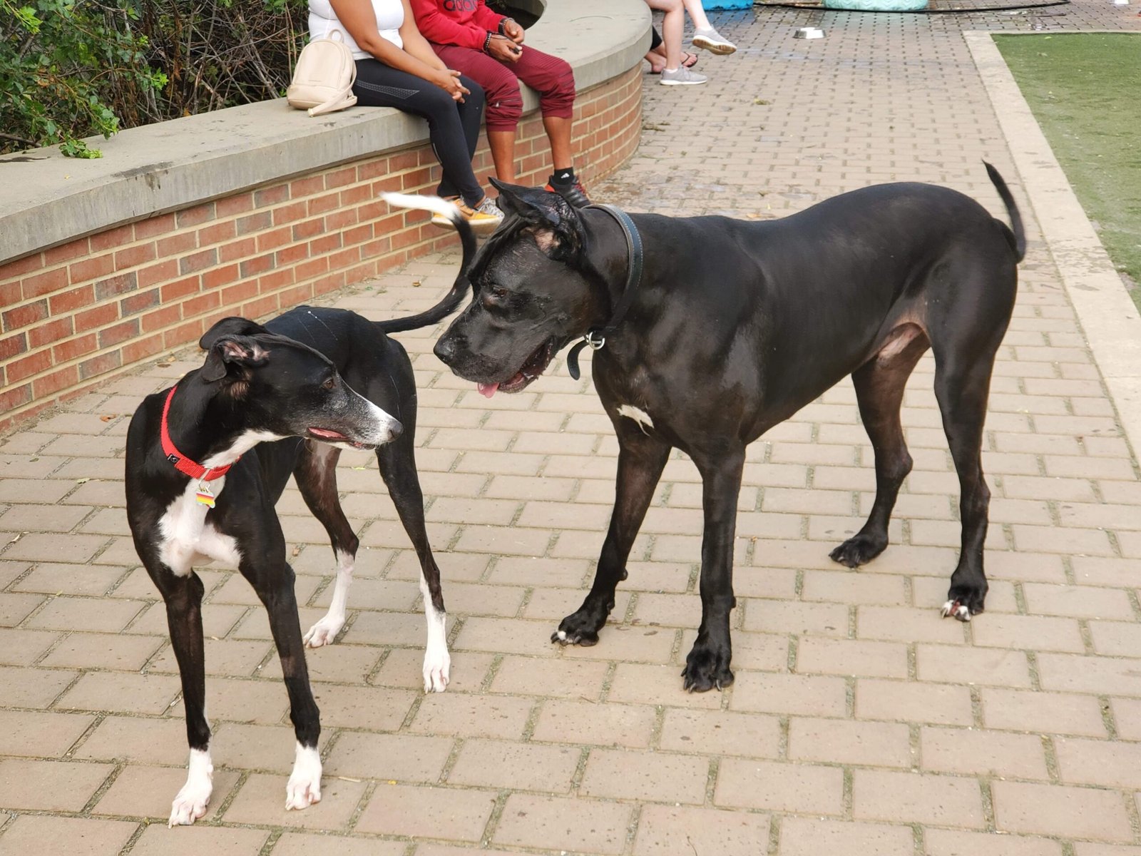 Strong Territorial Instincts (image credits: wikimedia)